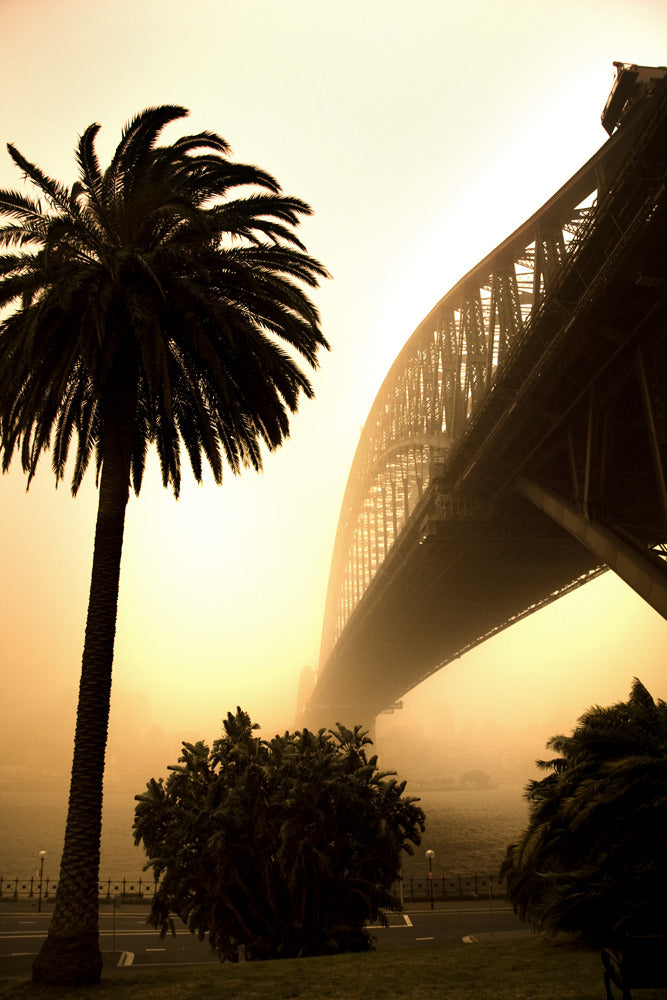 Dust Storm Bridge Palm