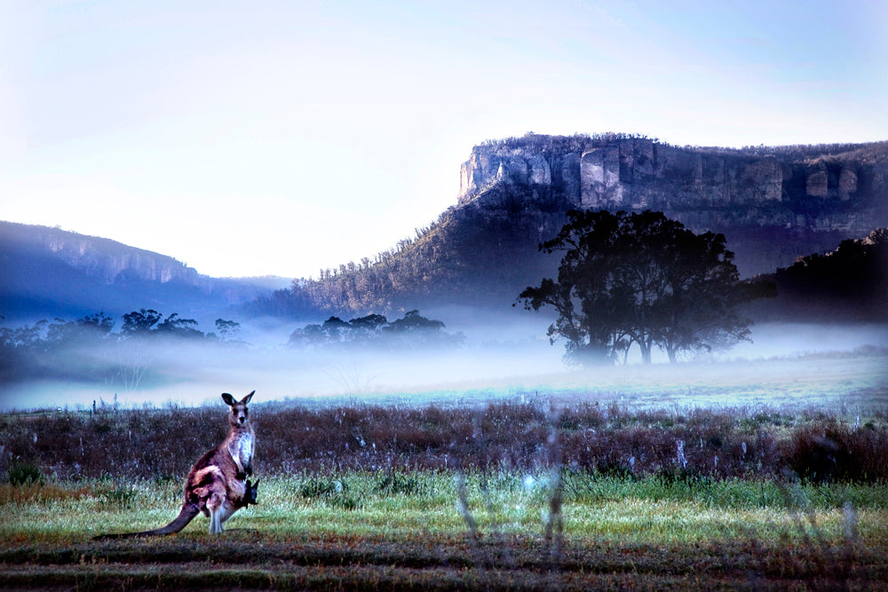 Kangaroo  mist Wolgan valley